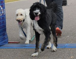 5k walk/run for pancreatic cancer research 2022