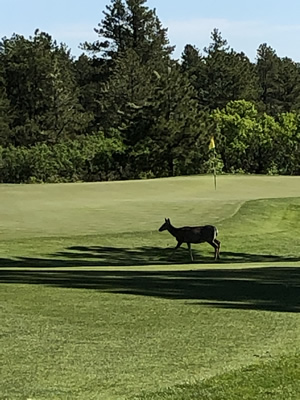 KINGSBURY OPEN GOLF TOURNAMENT 2019